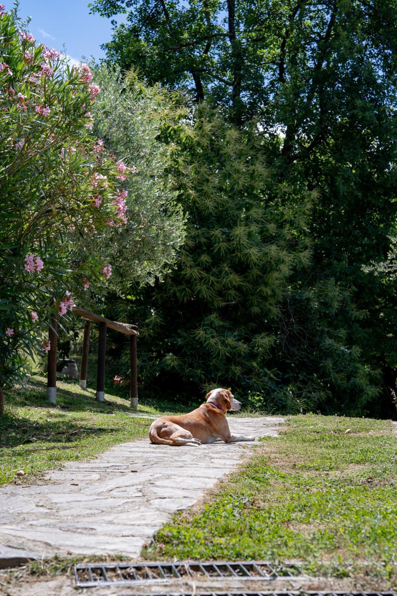 Agriturismo I Due Ghiri - Cinque Terre Calice al Cornoviglio Exterior foto